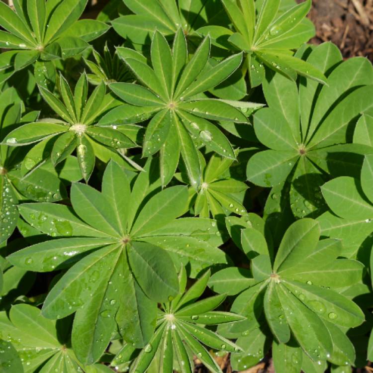 plant image 1285598 plant image 1285598