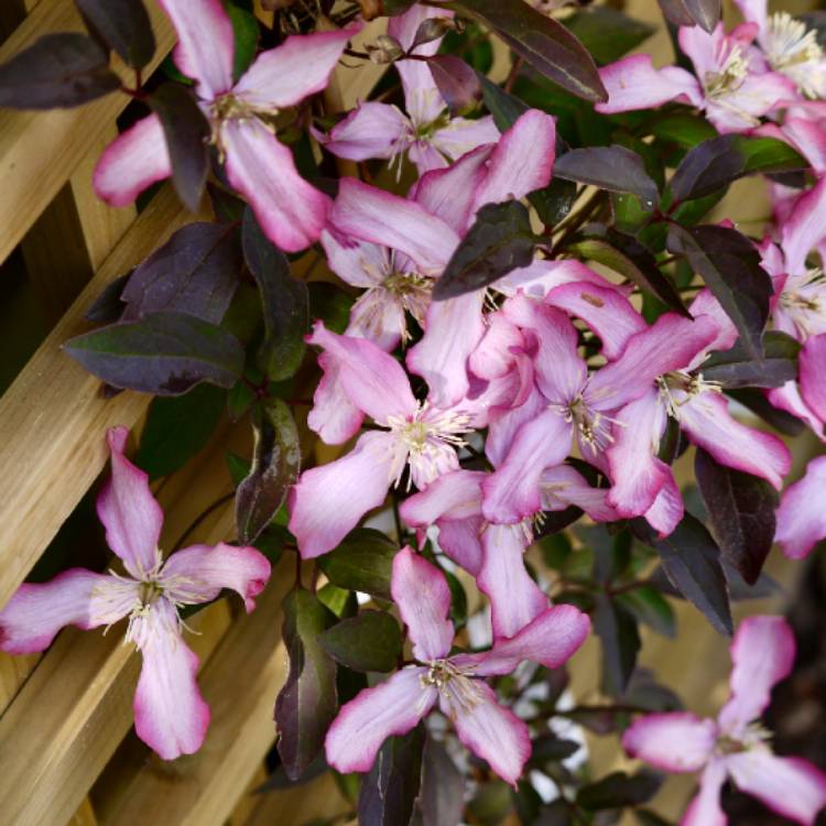 plant image 1285653 plant image 1285653
