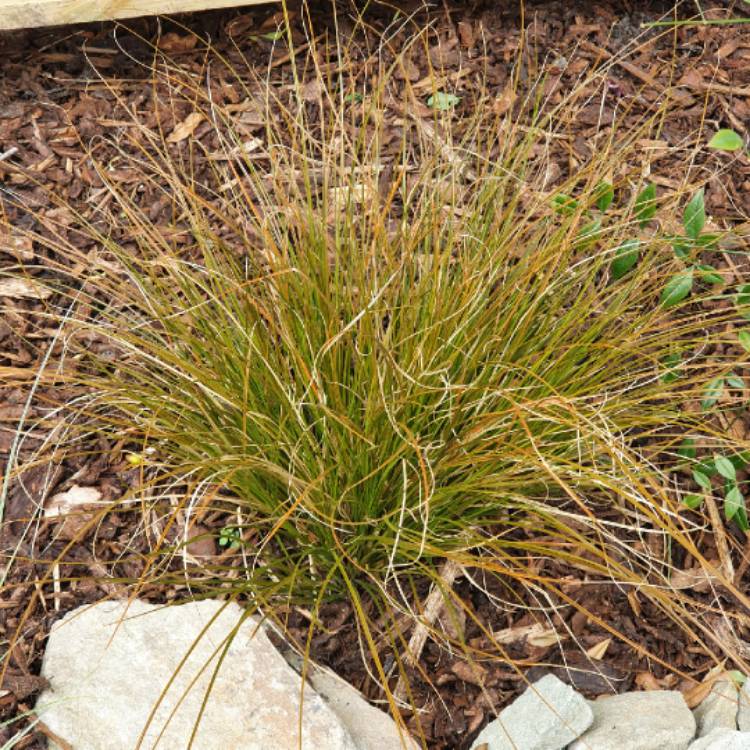 Plant image Carex Testacea