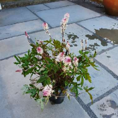 Tiarella 'Raspberry Sundae' (Fox Series)