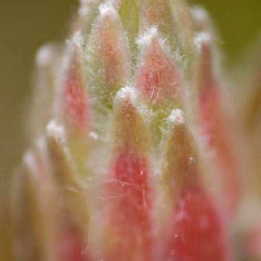 Callistemon Citrinus 'Crimson'
