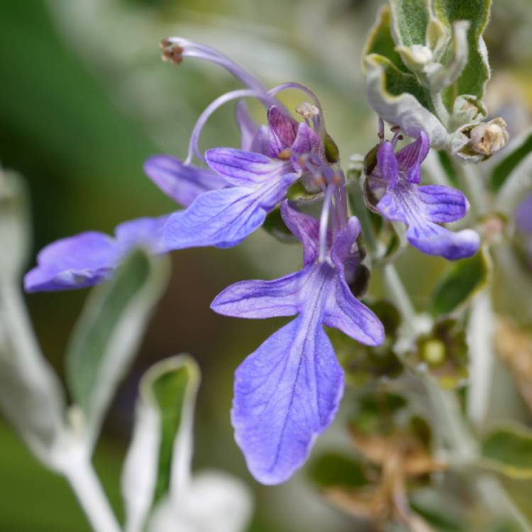 plant image 1297771