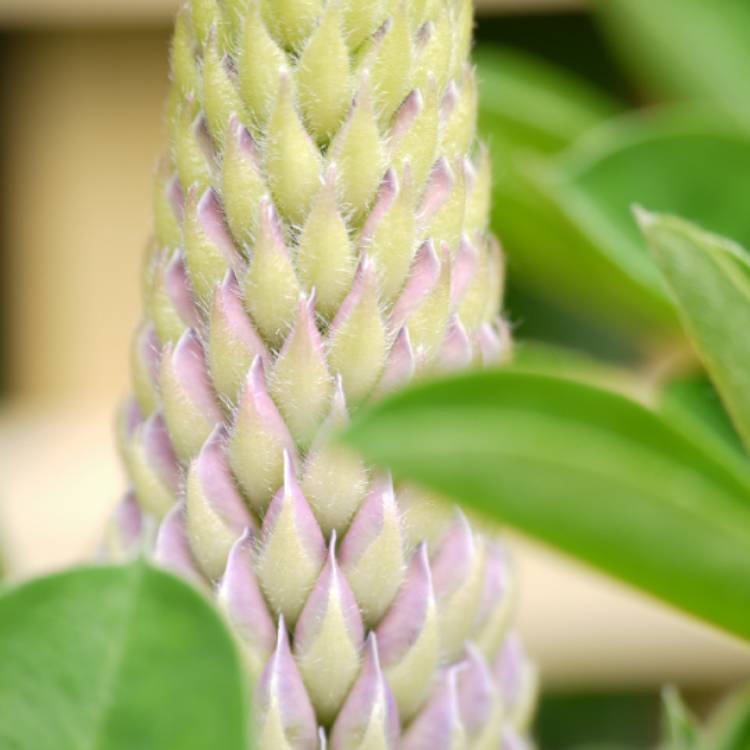 plant image 1297831 plant image 1297831