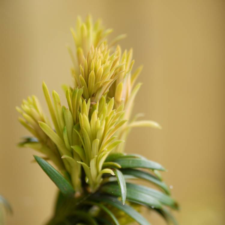 Plant image Taxus baccata