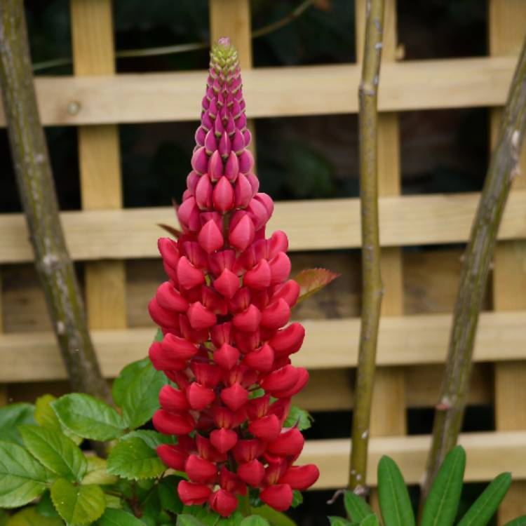 Plant image Lupinus 'Beefeater'
