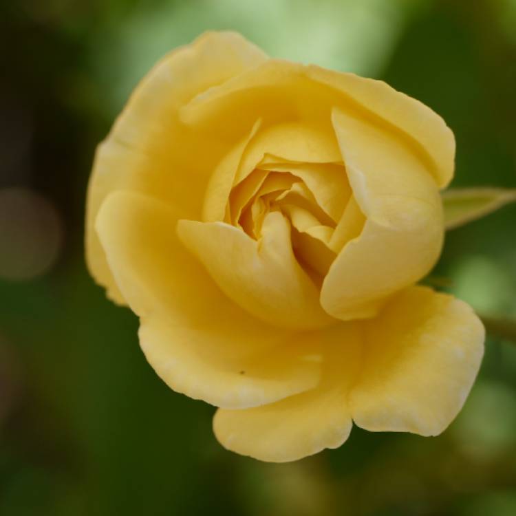 plant image 1313291