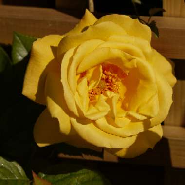 Rosa 'Arthur Bell'