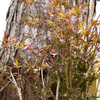 Jasminum officinale