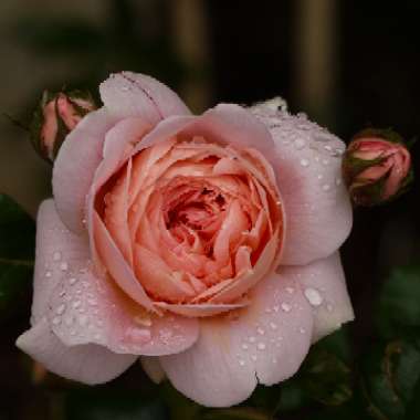 Rosa 'Austiger' syn. Rosa 'Queen of Sweden'