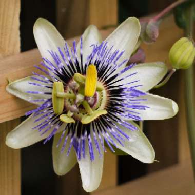 Passiflora caerulea