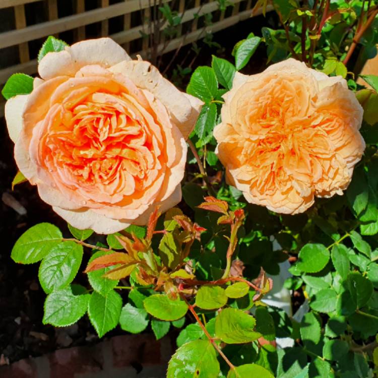 Plant image Rosa 'Bathsheba'