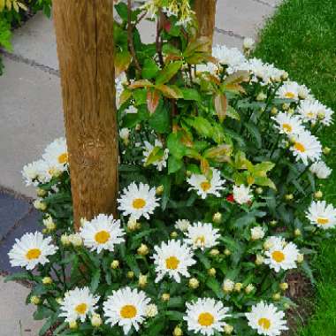 Osteospermum