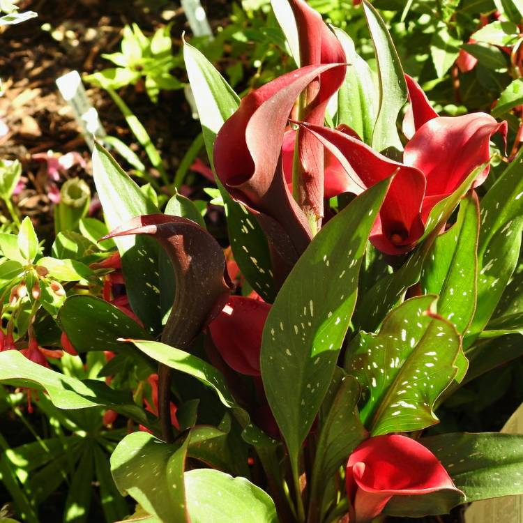 Plant image Zantedeschia 'Red Charm'