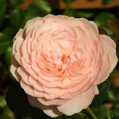 Rosa 'Austiger' syn. Rosa 'Queen of Sweden'