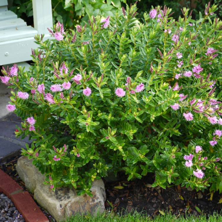 plant image 1400068