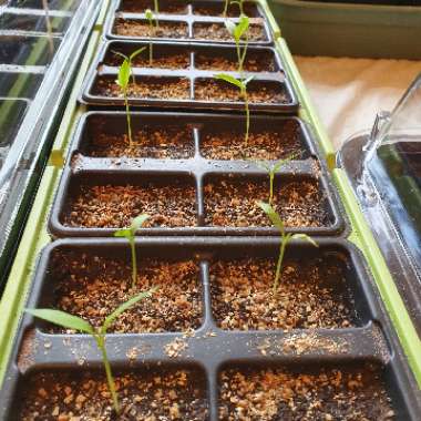 Capsicum annuum