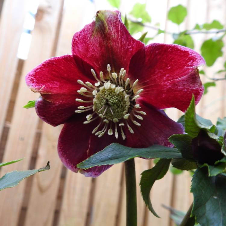 plant image 1443691