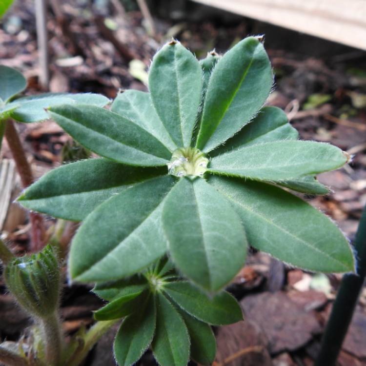 plant image 1449663 plant image 1449663