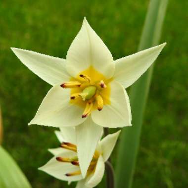 Tulipa turkestanica