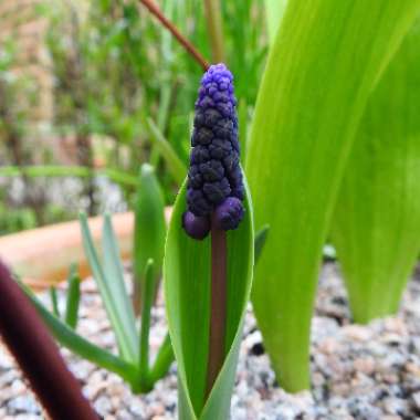 Muscari latifolium