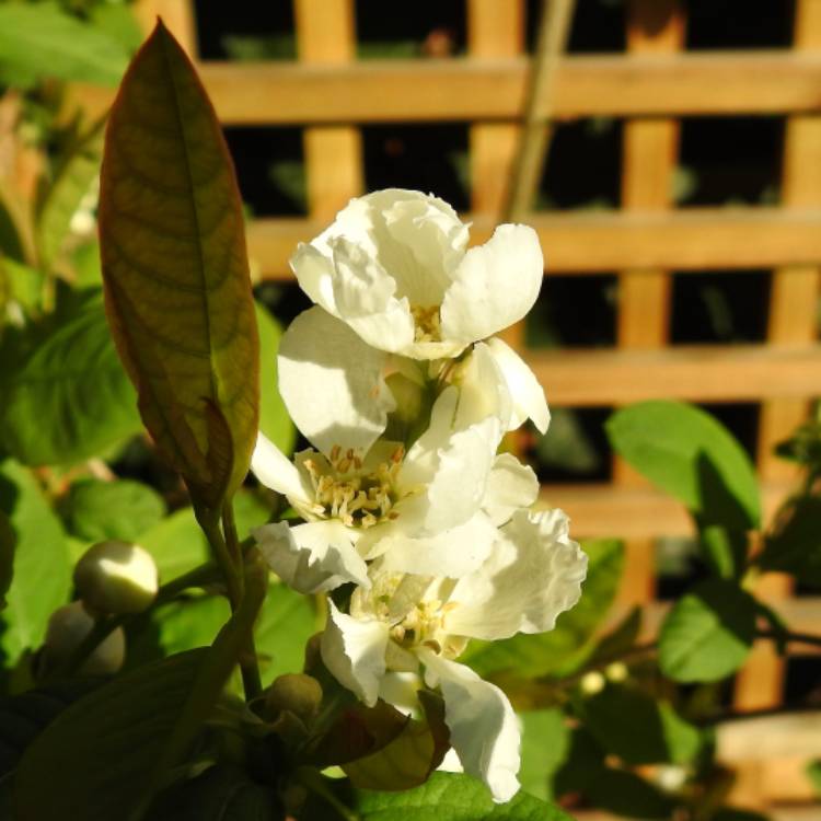 plant image 1456589