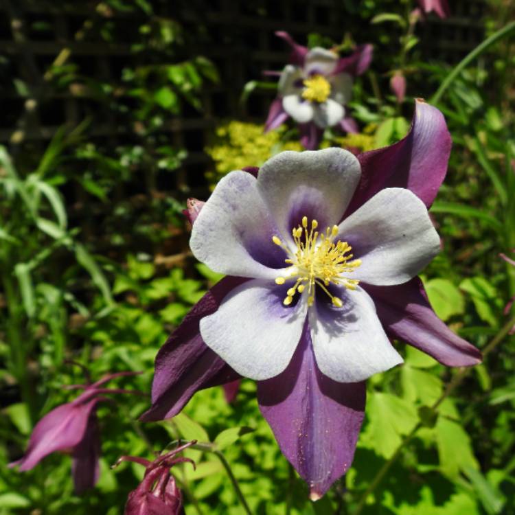 plant image 1492154