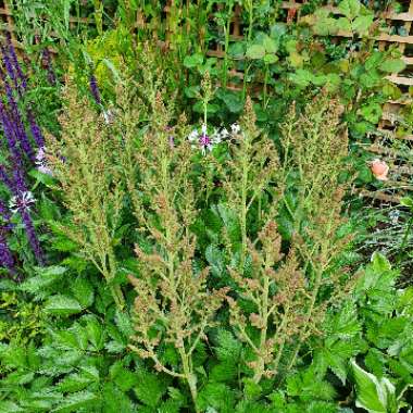 Astilbe 'Vision Inferno'