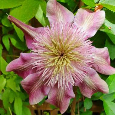 Clematis 'Josephine' (Evijohill)