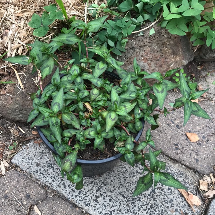 Plant image Persicaria odorata