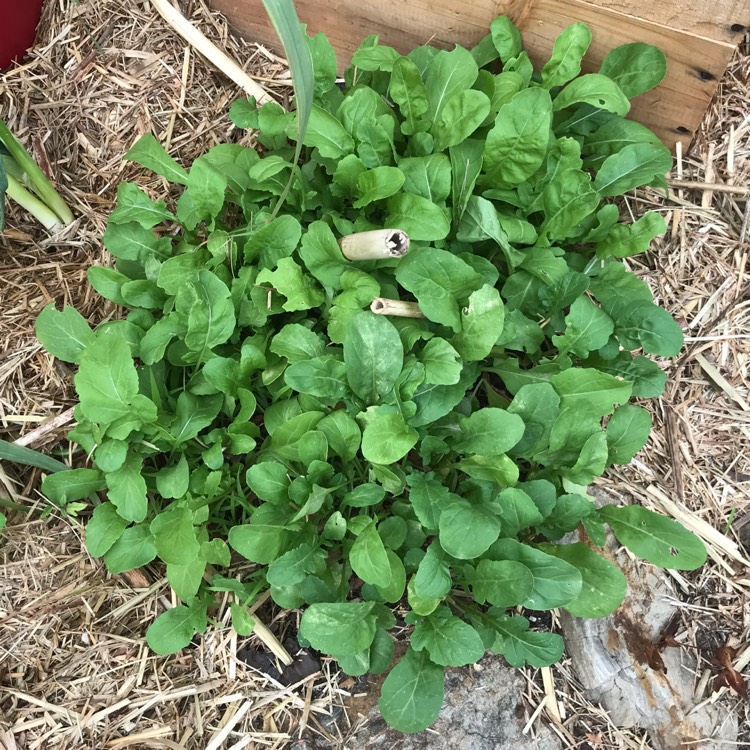 plant image 1006387