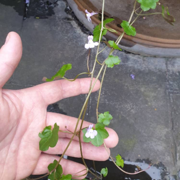 Plant image Cymbalaria Muralis syn. Antirrhinum cymbalaria ; Linaria cymbalaria