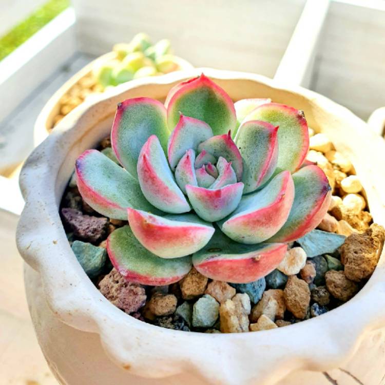 plant image 1464623