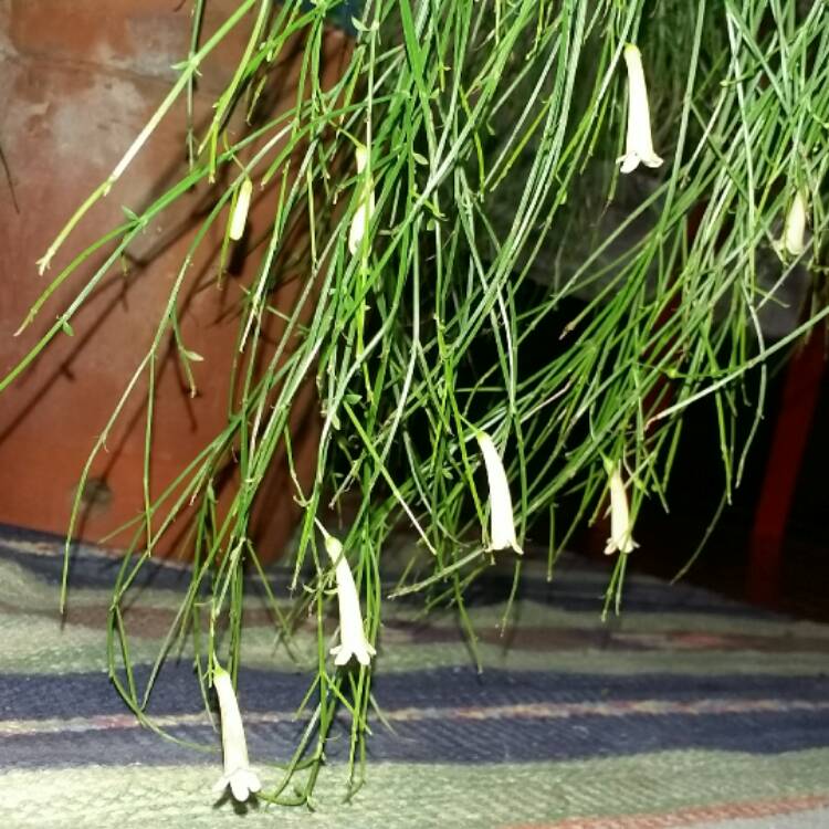 Plant image Russelia equisetiformis 'Alba' syn. Russelia juncea
