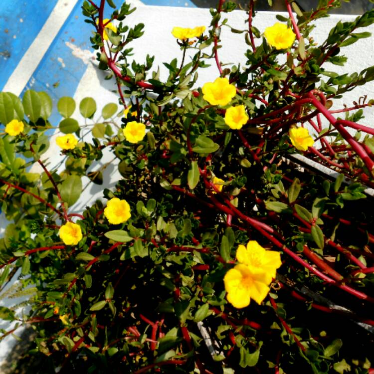 plant image 897665