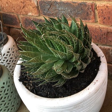 Aristaloe Aristata (formerly Aloe Aristata)