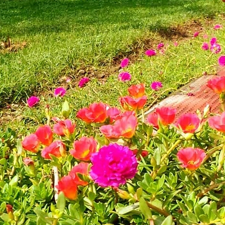 Plant image Portulaca grandiflora 'Pink'