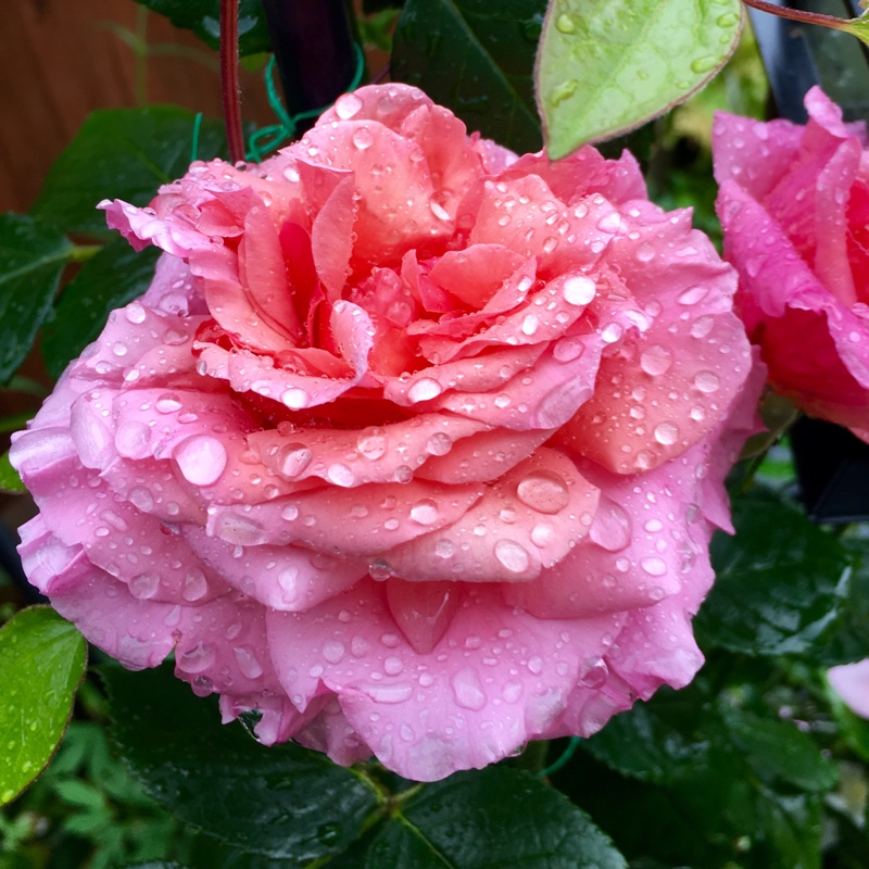 Plant image Rosa 'Aloha'