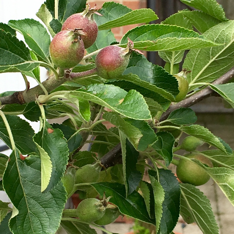 Plant image Malus domestica 'Cox's Orange Pippin'