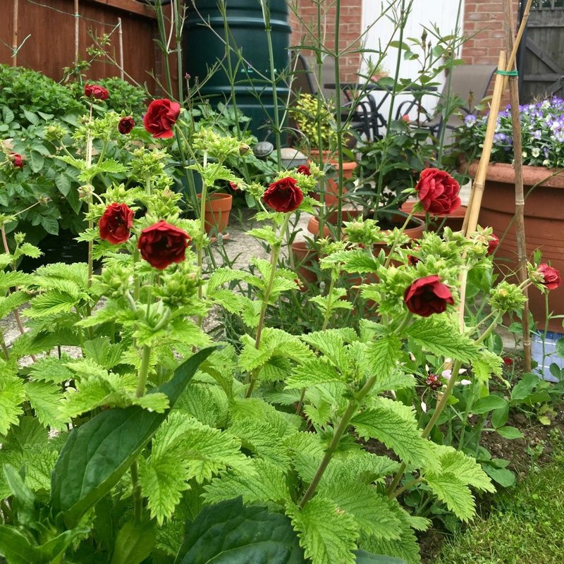 Plant image Potentilla atrosanguinea 'Scarlet Starlet'