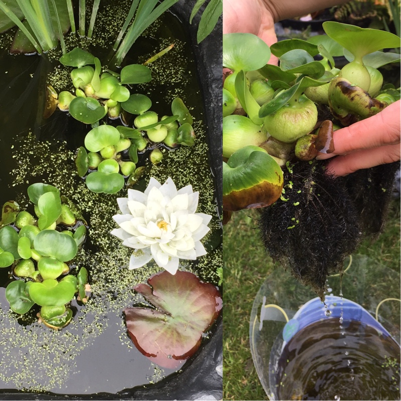 Plant image Eichhornia crassipes
