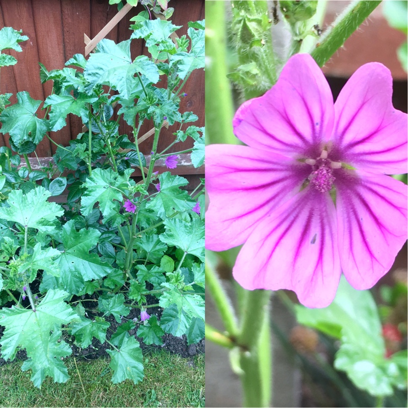 plant image 127664