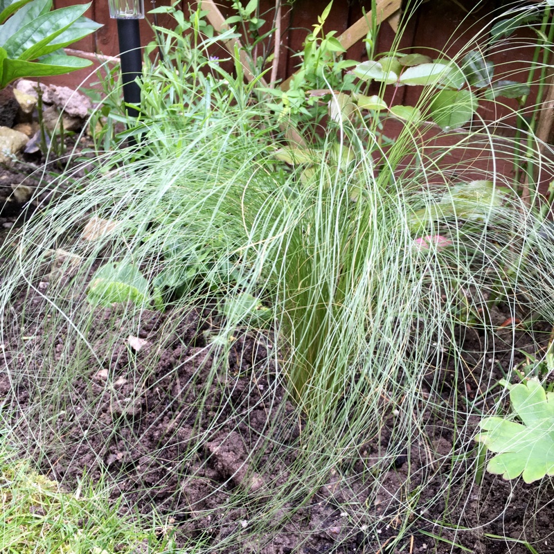Plant image Nassella tenuissima syn. Stipa tenuissima