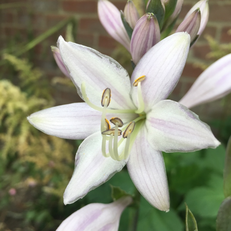 Plant image Hosta 'Patriot'