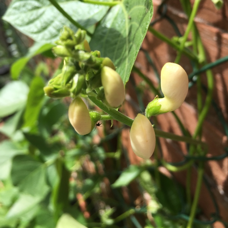 Plant image Phaseolus coccineus 'Moonlight'