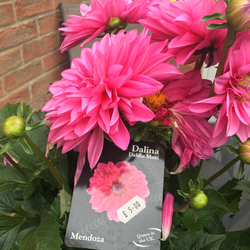 Dahlia 'Dalina Maxi Mendoza'