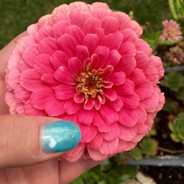 Zinnia elegans