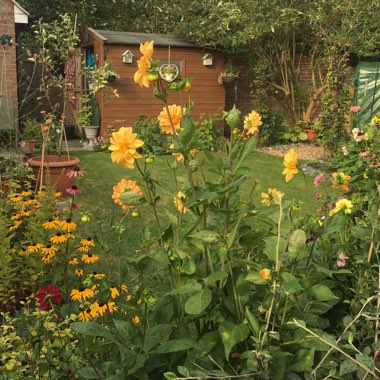 Sharon's garden