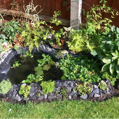 Sharon's garden