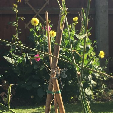 Sharon's garden