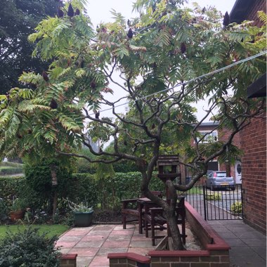 Sharon's garden
